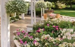 Let's Dance 'Big Band' Dwarf Hydrangea - 3 Gallon Pot -FRUIT TREES & PLANTS Shop hydrangea macrophylla lets dance big band 4