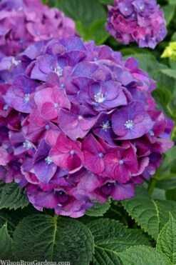 Let's Dance 'Big Band' Dwarf Hydrangea - 3 Gallon Pot -FRUIT TREES & PLANTS Shop hydrangea macrophylla lets dance big band 5