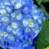 Nantucket Blue Hydrangea - 3 Gallon Pot 2 Nantucket Blue Hydrangea - 3 Gallon Pot -FRUIT TREES & PLANTS Shop hydrangea macrophylla nantucket 1