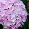 Penny Mac Hydrangea - 2 Gallon Pot 2 Penny Mac Hydrangea - 2 Gallon Pot -FRUIT TREES & PLANTS Shop hydrangea macrophylla penny mac 22