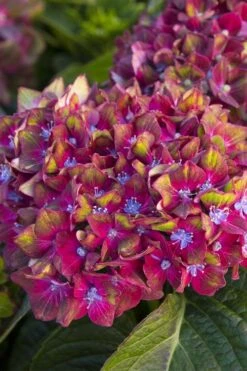 Pistachio Hydrangea - 5 Gallon Pot -FRUIT TREES & PLANTS Shop hydrangea macrophylla pistachio 2