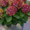 Pistachio Hydrangea - 5 Gallon Pot 2 Pistachio Hydrangea - 5 Gallon Pot -FRUIT TREES & PLANTS Shop hydrangea macrophylla pistachio 4