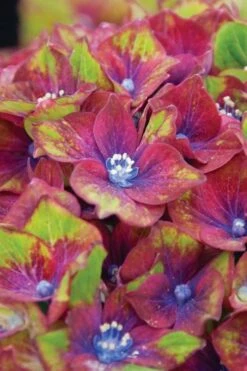 Pistachio Hydrangea - 5 Gallon Pot -FRUIT TREES & PLANTS Shop hydrangea macrophylla pistachio 6