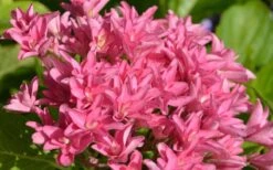 Princess Diana Hydrangea - 3 Gallon Pot 17 Princess Diana Hydrangea - 3 Gallon Pot -FRUIT TREES & PLANTS Shop hydrangea macrophylla princess diana 1