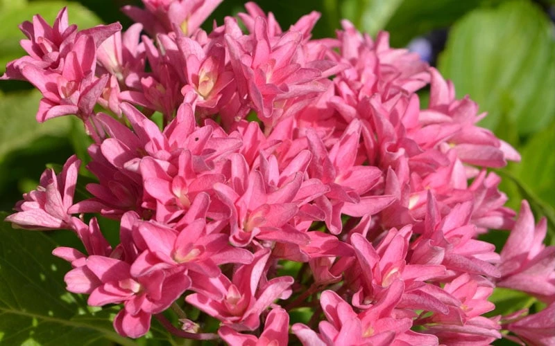 Princess Diana Hydrangea - 3 Gallon Pot 9 Princess Diana Hydrangea - 3 Gallon Pot - Image 7