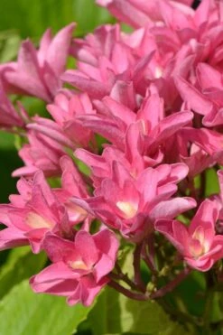 Princess Diana Hydrangea - 3 Gallon Pot 18 Princess Diana Hydrangea - 3 Gallon Pot -FRUIT TREES & PLANTS Shop hydrangea macrophylla princess diana 3