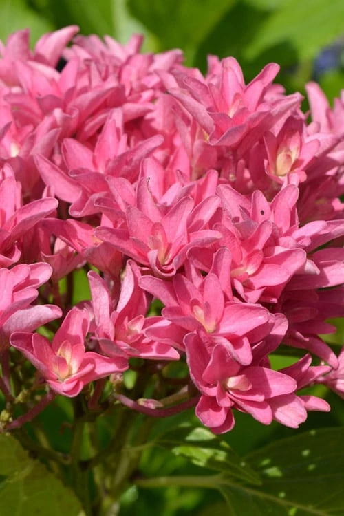 Princess Diana Hydrangea - 3 Gallon Pot 3 Princess Diana Hydrangea - 3 Gallon Pot