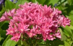 Princess Diana Hydrangea - 3 Gallon Pot 16 Princess Diana Hydrangea - 3 Gallon Pot -FRUIT TREES & PLANTS Shop hydrangea macrophylla princess diana 5