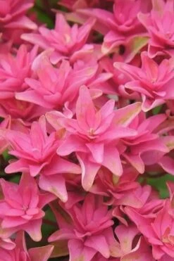 Princess Diana Hydrangea - 3 Gallon Pot 19 Princess Diana Hydrangea - 3 Gallon Pot -FRUIT TREES & PLANTS Shop hydrangea macrophylla princess diana 6