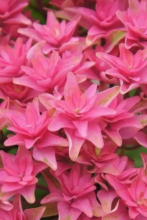 Princess Diana Hydrangea - 3 Gallon Pot 11 Princess Diana Hydrangea - 3 Gallon Pot - Image 9