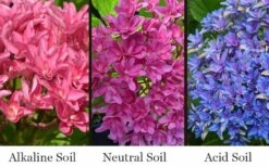 Princess Diana Hydrangea - 3 Gallon Pot 14 Princess Diana Hydrangea - 3 Gallon Pot -FRUIT TREES & PLANTS Shop hydrangea macrophylla princess diana 8