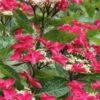 Teller Red Hydrangea - 1 Gallon Pot 2 Teller Red Hydrangea - 1 Gallon Pot -FRUIT TREES & PLANTS Shop hydrangea macrophylla tellers red 5