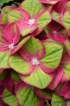 Tilt-A-Swirl Hydrangea - 3 Gallon Pot - SALE -FRUIT TREES & PLANTS Shop hydrangea macrophylla tilt a swirl 4 1