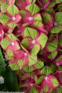 Tilt-A-Swirl Hydrangea - 3 Gallon Pot - SALE -FRUIT TREES & PLANTS Shop hydrangea macrophylla tilt a swirl 5 1