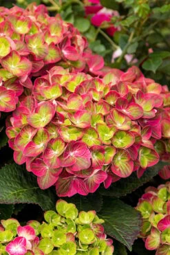 Tilt-A-Swirl Hydrangea - 3 Gallon Pot - SALE -FRUIT TREES & PLANTS Shop hydrangea macrophylla tilt a swirl 7 1