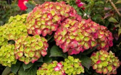 Tilt-A-Swirl Hydrangea - 3 Gallon Pot -FRUIT TREES & PLANTS Shop hydrangea macrophylla tilt a swirl 8