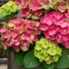 Tilt-A-Swirl Hydrangea - 3 Gallon Pot - SALE -FRUIT TREES & PLANTS Shop hydrangea macrophylla tilt a swirl 9 1