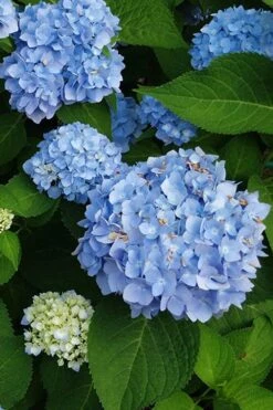 Mini Penny Hydrangea - 1 Gallon Pot -FRUIT TREES & PLANTS Shop hydrangea mini penny 500x750202 1