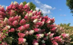 Berry White Panicle Hydrangea - 3 Gallon Pot -FRUIT TREES & PLANTS Shop hydrangea paniculata berry white 4