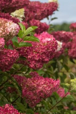 Berry White Panicle Hydrangea - 3 Gallon Pot -FRUIT TREES & PLANTS Shop hydrangea paniculata berry white 5
