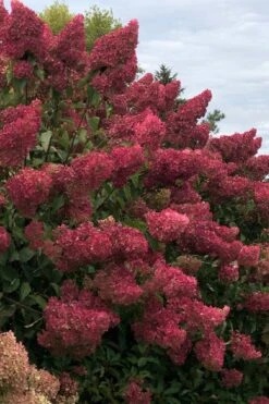 Berry White Panicle Hydrangea - 3 Gallon Pot -FRUIT TREES & PLANTS Shop hydrangea paniculata berry white 7