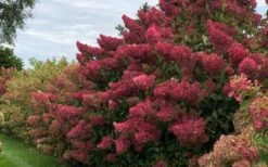 Berry White Panicle Hydrangea - 3 Gallon Pot -FRUIT TREES & PLANTS Shop hydrangea paniculata berry white 8