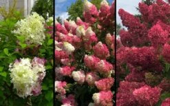 Berry White Panicle Hydrangea - 3 Gallon Pot -FRUIT TREES & PLANTS Shop hydrangea paniculata berry white 9