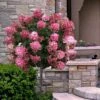 Fire Light Hydrangea - Single Trunk Topiary Tree - 5 Gallon Pot 1 Fire Light Hydrangea - Single Trunk Topiary Tree - 5 Gallon Pot -FRUIT TREES & PLANTS Shop hydrangea paniculata fire light tree form standard 2
