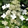 Kyushu Hydrangea - 3 Gallon Pot -FRUIT TREES & PLANTS Shop hydrangea paniculata kyushu 8