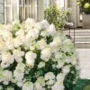 Little Hottie Hydrangea - 2.5 Gallon Pot 1 Little Hottie Hydrangea - 2.5 Gallon Pot -FRUIT TREES & PLANTS Shop hydrangea paniculata little hottie 8