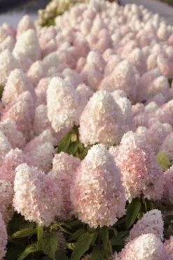 Sweet Summer Panicle Hydrangea - 3 Gallon Pot -FRUIT TREES & PLANTS Shop hydrangea paniculata sweet summer 1