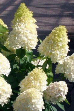 Sweet Summer Panicle Hydrangea - 3 Gallon Pot -FRUIT TREES & PLANTS Shop hydrangea paniculata sweet summer 2
