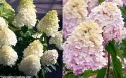 Sweet Summer Panicle Hydrangea - 3 Gallon Pot -FRUIT TREES & PLANTS Shop hydrangea paniculata sweet summer 7
