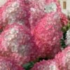 Vanilla Strawberry Hydrangea - 3 Gallon Pot -FRUIT TREES & PLANTS Shop hydrangea paniculata vanilla strawberry 21