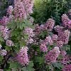Gatsby Pink Oakleaf Hydrangea - 3 Gallon Pot -FRUIT TREES & PLANTS Shop hydrangea quercifolia gatsby pink 17