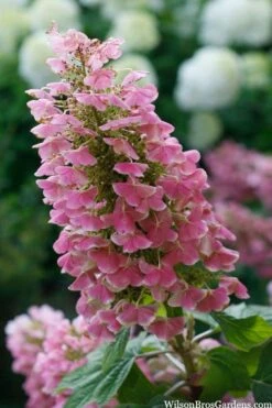 Gatsby Pink Oakleaf Hydrangea - 3 Gallon Pot -FRUIT TREES & PLANTS Shop hydrangea quercifolia gatsby pink 7