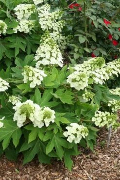 Pee Wee Dwarf Oakleaf Hydrangea - 1 Gallon Pot 17 Pee Wee Dwarf Oakleaf Hydrangea - 1 Gallon Pot -FRUIT TREES & PLANTS Shop hydrangea quercifolia pee wee oakleaf 1