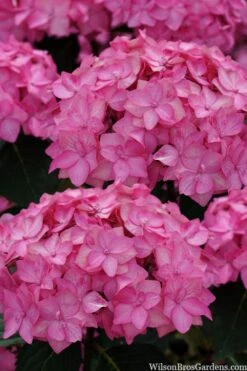Let's Dance 'Can Do' Hydrangea - 2 Gallon Pot -FRUIT TREES & PLANTS Shop hydrangea serrata lets dance can do 2