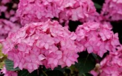 Let's Dance 'Can Do' Hydrangea - 2 Gallon Pot -FRUIT TREES & PLANTS Shop hydrangea serrata lets dance can do 3