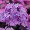 Let's Dance 'Can Do' Hydrangea - 2 Gallon Pot