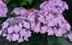 Let's Dance 'Can Do' Hydrangea - 2 Gallon Pot -FRUIT TREES & PLANTS Shop hydrangea serrata lets dance can do 7