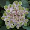 Painters Pallet Hydrangea - 1 Gallon Pot -FRUIT TREES & PLANTS Shop hydrangea serrata painters palette 1