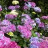 Preziosa Multi Color Hydrangea - 3 Gallon Pot -FRUIT TREES & PLANTS Shop hydrangea serrata preziosa 100