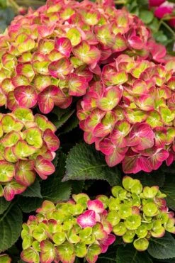 Tilt-A-Swirl Hydrangea - 3 Gallon Pot - SALE -FRUIT TREES & PLANTS Shop hydrangea tilt a whirl 500x750 2