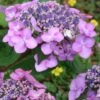 Twist-N-Shout Endless Summer Hydrangea - 3 Gallon Pot -FRUIT TREES & PLANTS Shop hydrangea twist n shout 12 1