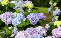 Dear Dolores Hydrangea - 1 Gallon Pot -FRUIT TREES & PLANTS Shop hydrangea20dear20delores 1