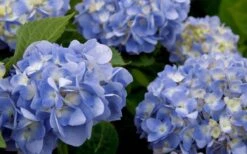 Dear Dolores Hydrangea - 1 Gallon Pot -FRUIT TREES & PLANTS Shop hydrangea20dear20delores202 1