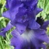 Speeding Again Reblooming Bearded Iris - 1 Gallon -FRUIT TREES & PLANTS Shop iris germanica speeding again 2