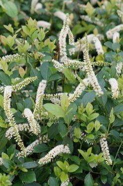 Scentlandia Sweetspire (Itea Virginica) - 3 Gallon Pot -FRUIT TREES & PLANTS Shop itea virginica scentlandia virginia sweetspire 2