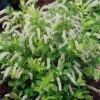 Scentlandia Sweetspire (Itea Virginica) - 3 Gallon Pot -FRUIT TREES & PLANTS Shop itea virginica scentlandia virginia sweetspire 4